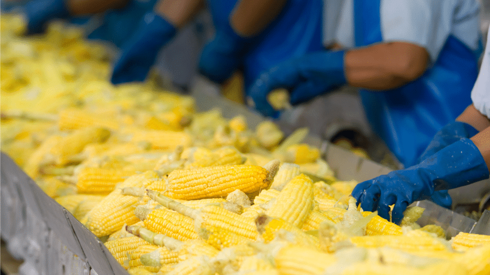 Impacto da eficiência na competitividade da indústria alimentícia
